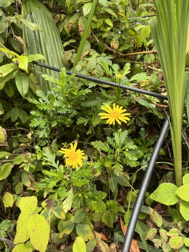 Euryops chrysanthemoides