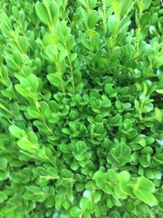 Buxus sempervirens