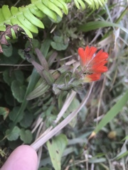 Castilleja litoralis