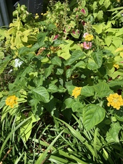 Lantana
