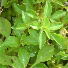 Ludwigia palustris