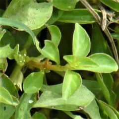Ludwigia palustris