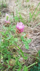 Trifolium pratense
