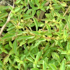 Ludwigia palustris