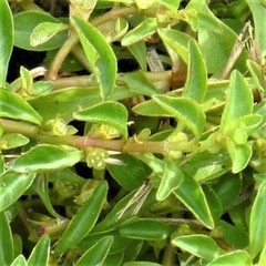 Ludwigia palustris
