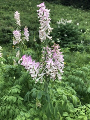 Corydalis caseana