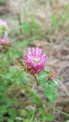 Trifolium pratense