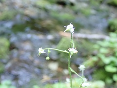 Micranthes odontoloma