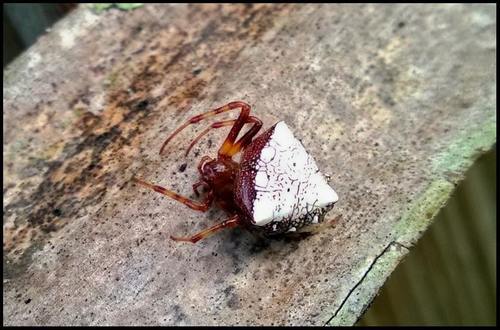 Verrucosa image