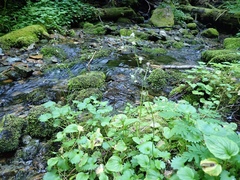 Micranthes odontoloma