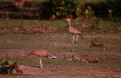 White-bellied Korhaan