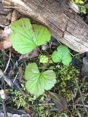 Rubus arcticus stellatus