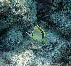 Johnrandallia nigrirostris