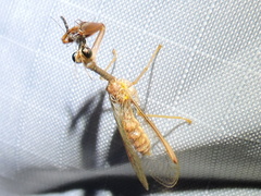 Mantispinae