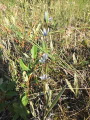 Lomatogonium rotatum