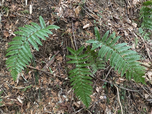 Polystichum polyblepharon