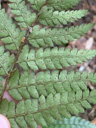 Polystichum polyblepharon