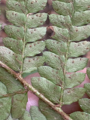 Polystichum polyblepharon