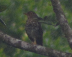 Turdus lherminieri