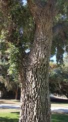 Quercus suber