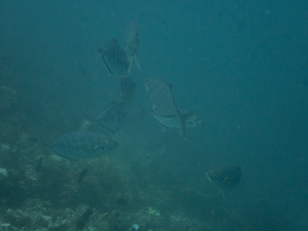 barcheek trevally