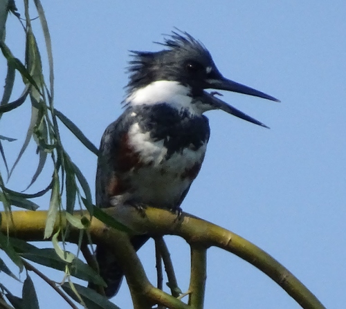 Belted Kingfisher photographed in Vermont
