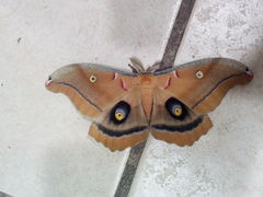 Antheraea polyphemus mexicana