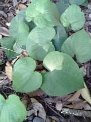 Dioscorea galeottiana