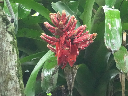 Aechmea cucullata