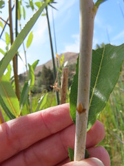 Salix lemmonii