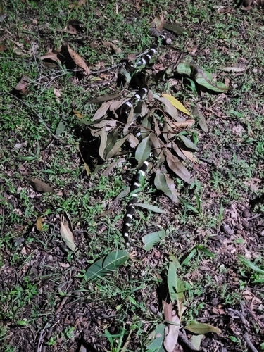 Eastern Bandy Bandy sighting