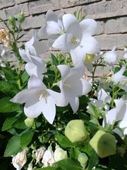 Platycodon grandiflorus