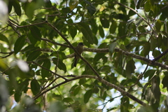 Contopus latirostris