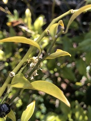 Sarcococca confusa, photograph (c) Clive Edgar, some rights reserved (CC BY)