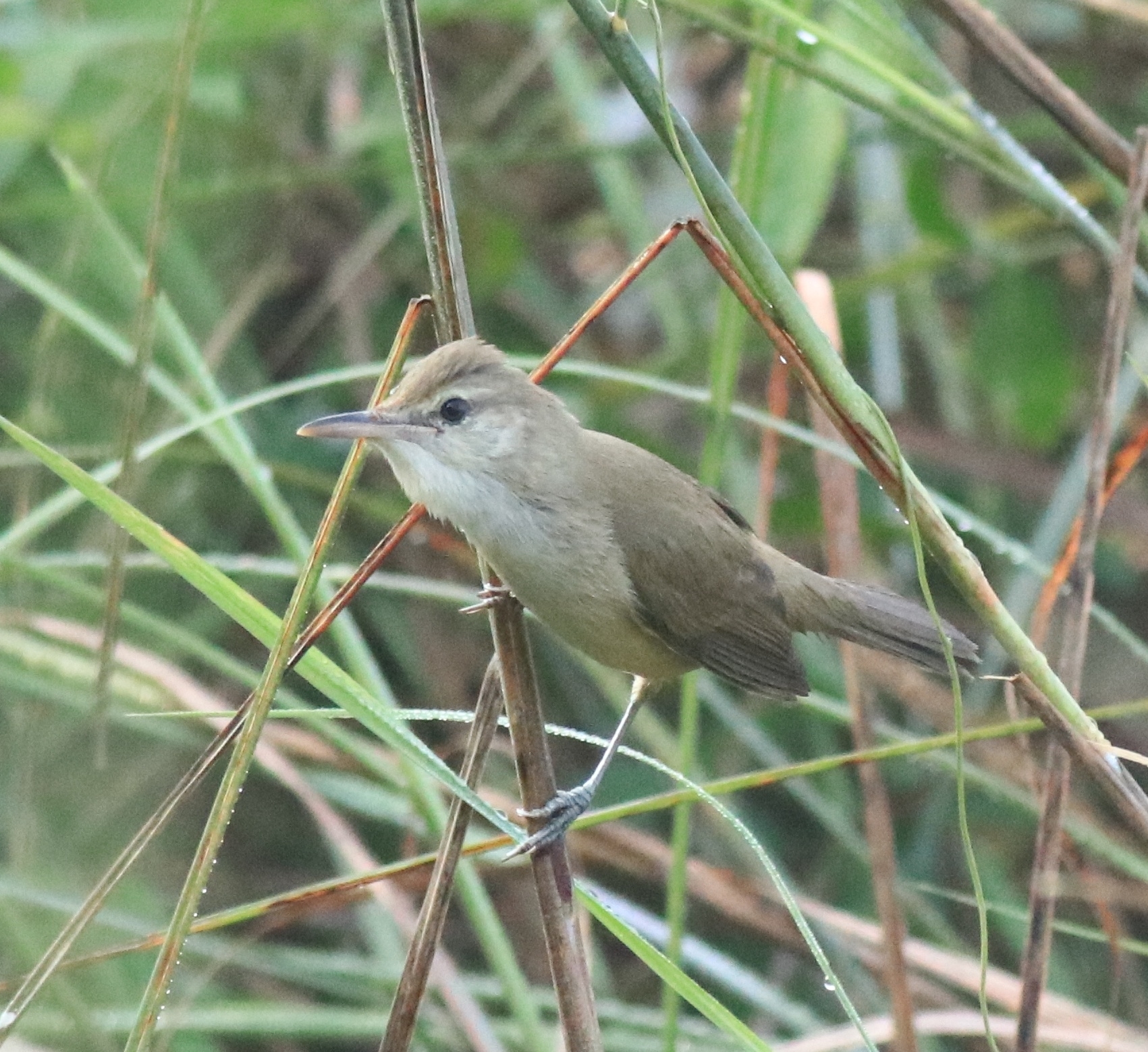 Clamorous Reed Warbler illustration