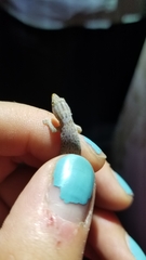 Sphaerodactylus lineolatus