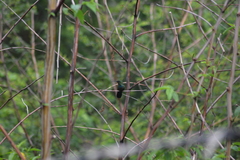 Eulampis holosericeus