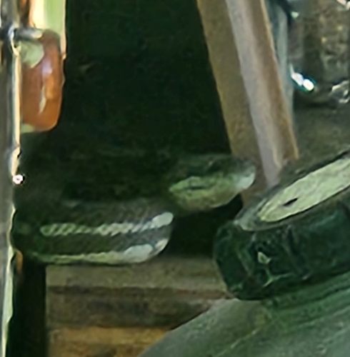 Coastal Carpet Python sighting