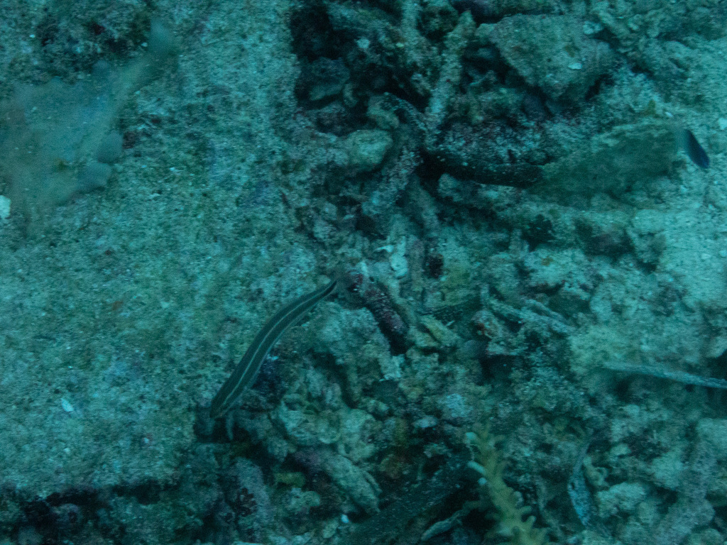 Bluestriped blenny