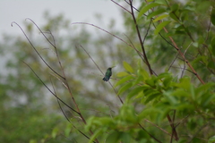 Eulampis holosericeus