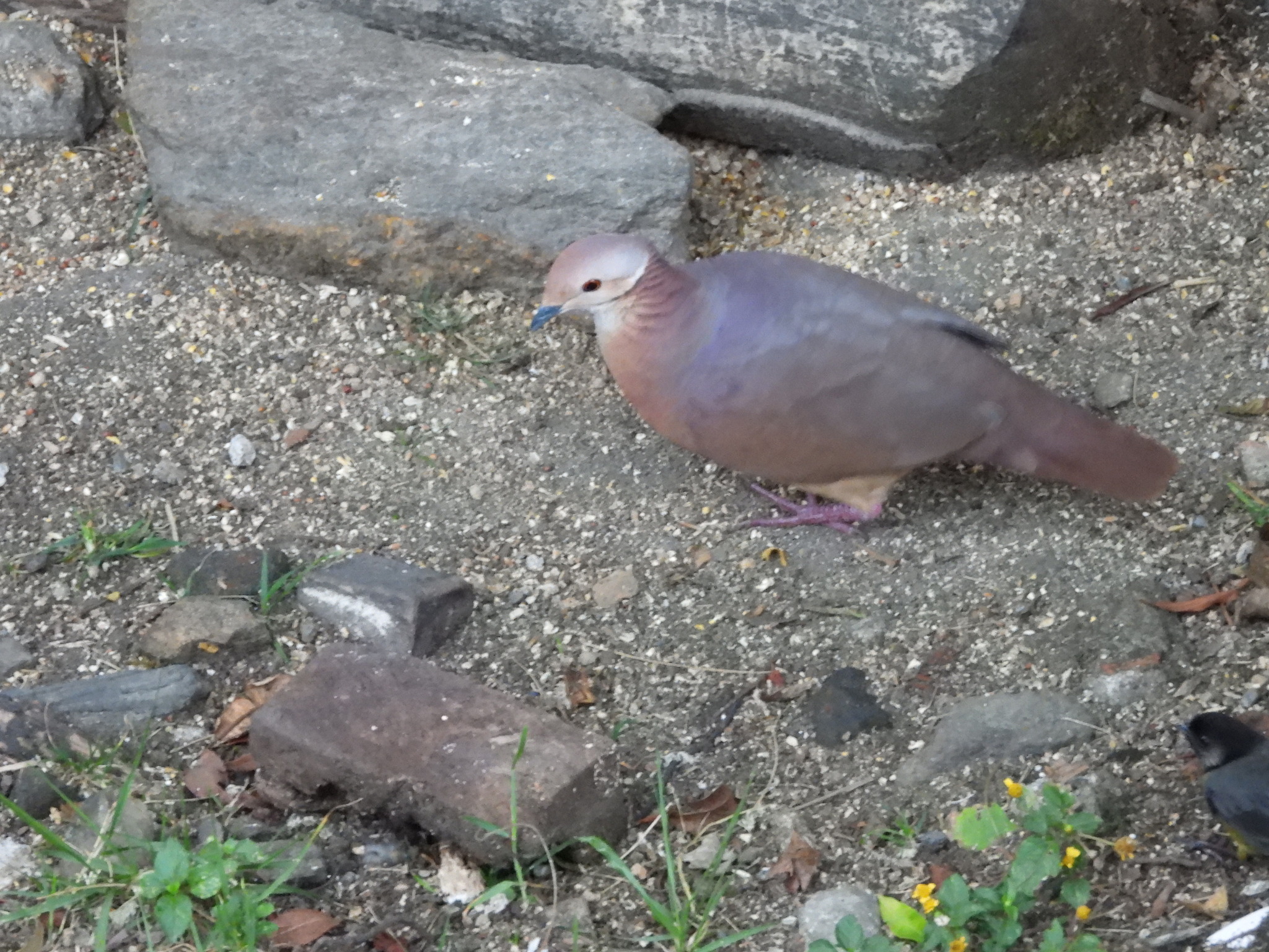 Lined Quail-Dove (Zentrygon linearis), photo 3