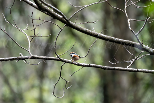 Black-throated Tit