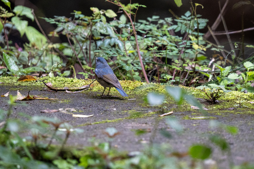 Red-flanked Bluetail