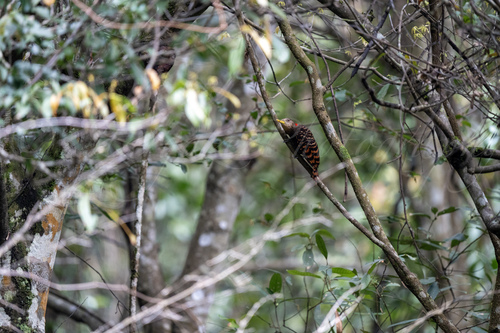 Bay Woodpecker