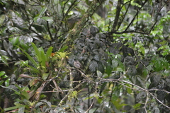 Contopus latirostris