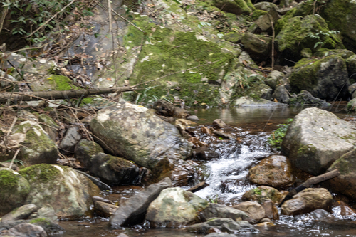 Slaty-backed Forktail