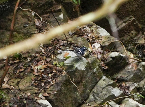 Slaty-backed Forktail