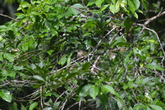 Contopus latirostris