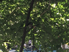 Garrulus glandarius