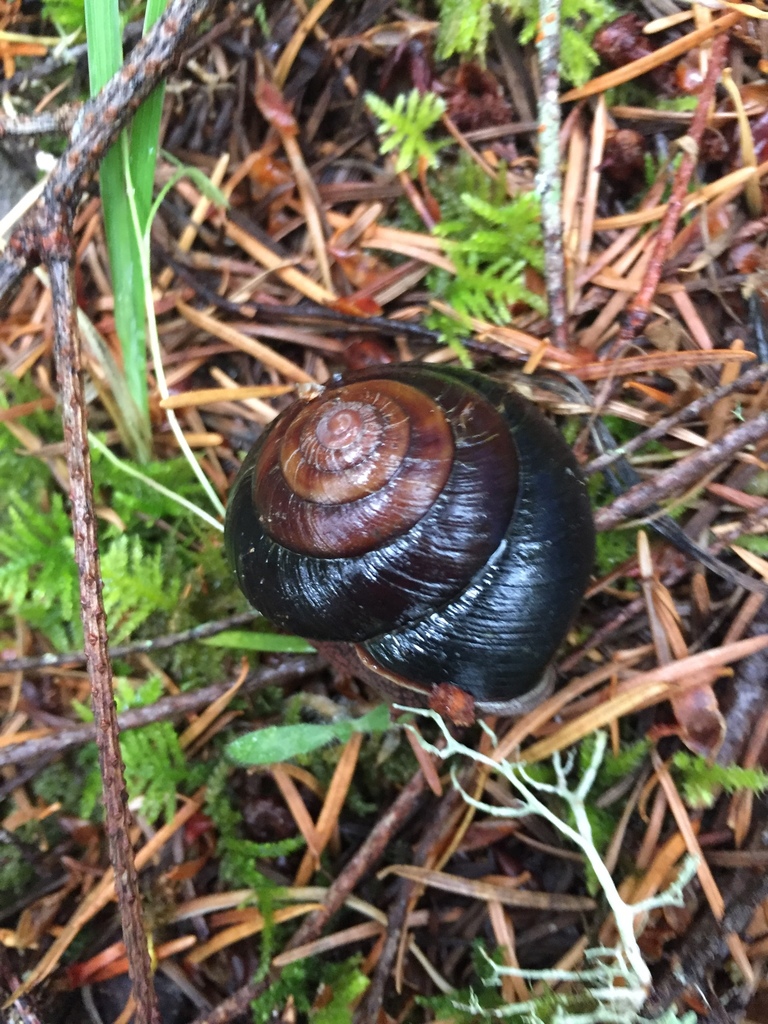 Monadenia subcarinata